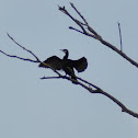 Great Cormorant