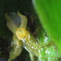 Orquídea miniatura