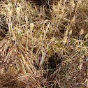 Bog asphodel