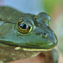 American Bullfrog