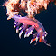 Nudibranch: Flabellina exoptata