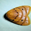 Unknown moth