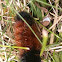 Wooly bear caterpillar 