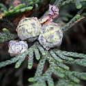 Japanese Thuja (cones)