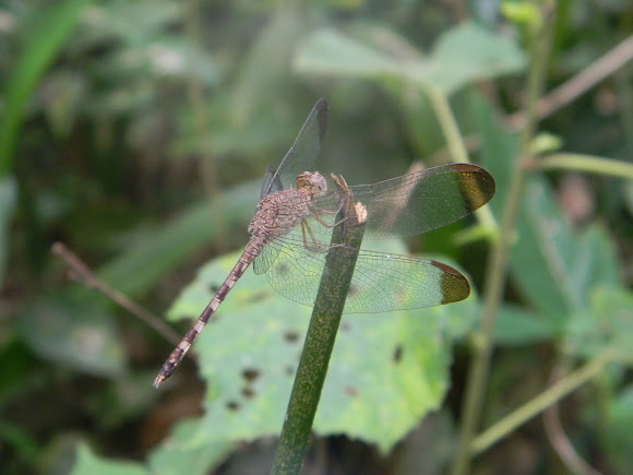 Spotting Image 1