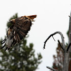 Red-tailed Hawk