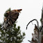 Red-tailed Hawk