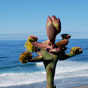agave