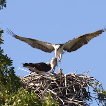Martin National Wildlife Refuge