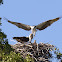 Osprey