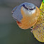 Eurasian Nuthatch
