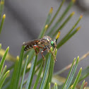 Robber fly