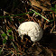 Puffball / Puhara
