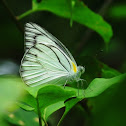 Striped Albatross butterfly