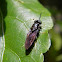 black soldier fly