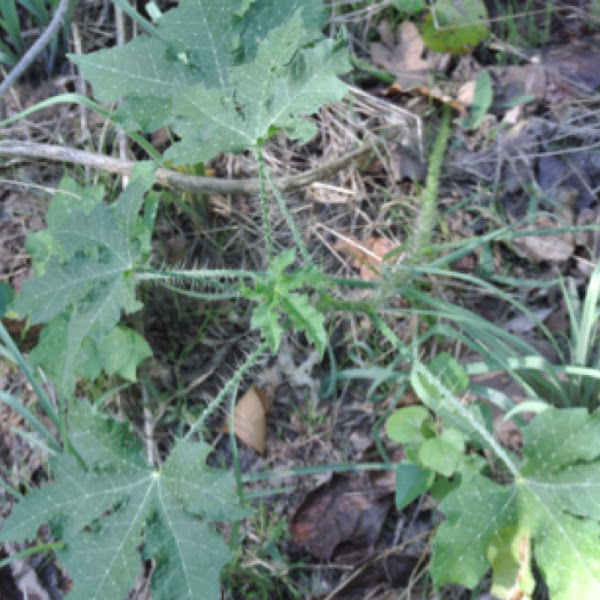 Texas Bull Nettle Project Noah