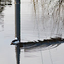 Bufflehead