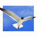 Laughing Gull