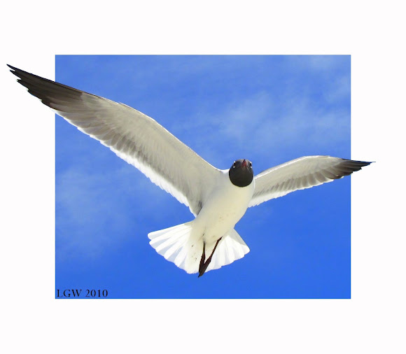Spotting Image 1