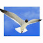Laughing Gull