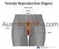 Endocrine System 3: Female Reproductive System
