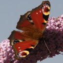 European peacok butterfly