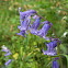 Bluebell