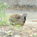 Barred Buttonquail