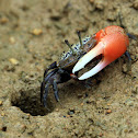 Uca acuta (銳齒招潮蟹)