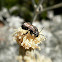 Leaf Cutter bee (male).