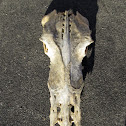 Seagull pelvis bone