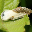 Moth
