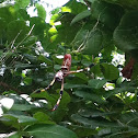 Golden Orb Spider