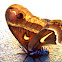Cecropia moth