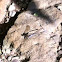 Familiar Bluet Damselfly