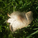 Chlorophyllum