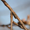 Lixus pulverulentus