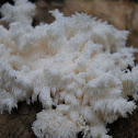 Bear head tooth fungus.