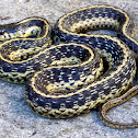 Eastern Garter Snake