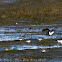 Oystercatcher; Ostrero