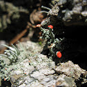 British Soldiers/Cladonia Cristatella