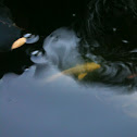 Koi