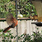 Northern Cardinal