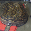 African Rock Python