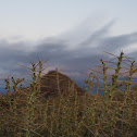Tasajia  or Christmas Cholla