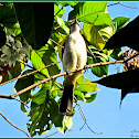 Yellow-vented Bulbul