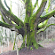 Garry Oak Tree