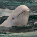 Beluga Whale