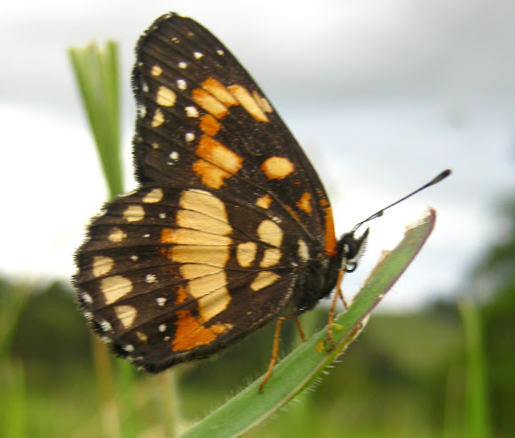 Spotting Image 1