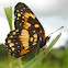 Bordered Patch